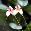 Orchideen im Orchideengarten.