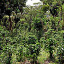 Kaffee, das Hauptprodukt der Finca.