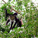 Ein Spider Monkey der Affenhorde. Im Gegenlicht sind sie sehr schwer aufzunehmen, wenn man keine Scherenschnittfigur haben will.