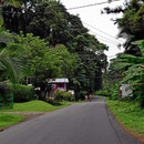 Es sind 8 km zwischen dem Strand von Punta Uva und Puerto Viejo. Die Pflanzenwelt entlang der Straße ist tropisch üppig.