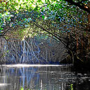 Fahrt durch einen Mangrovenurwald.