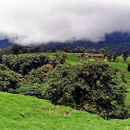 Und wieder die Schwarzwaldlandschaft auf dem Weg zum Nationalpark Arenal.