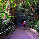Der San Diego Zoo ist als Urwald aufgebaut mit den einzelnen Tiergehegen mitten im Wald. Es ist eine Lust, da durch zu spazieren.