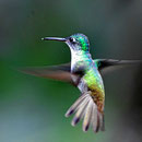 Kolibris im Flug zu erwischen ist außerordentlich schwierig.