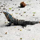 Und das ist ein großer Leguan am Playa Espadilla.