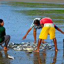 Die Frauen .haben dann die Aufgabe, die guten von den schlechten Fischen zu sortieren
