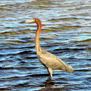 Vogelbeobachtung