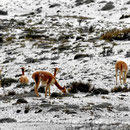 Vicunjas im Schnee.