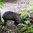 Ein Peccari, das Wildschwein aus dem tropischen Urwald.