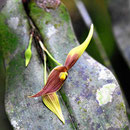 Orchideen im Orchideengarten.