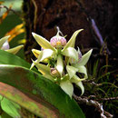 Und immer wieder faszinieren uns die Orchideen.
