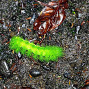 Eine kleine grüne Raupe.