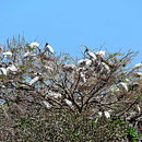 Ein Vogelbaum bei der Weiterreise.