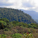 Die letzten Berge vor Amazonien, alles mit wunderschönen Nebelwäldern bedeckt.
