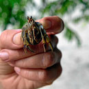 Wir nennen sie "Kugelkrebse", weil sie von oben nur als "laufende Kugeln" zu erkennen sind, kleine Kreebse in einem Muschelgehäuse.