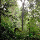 Wir sind im Nebelwald.