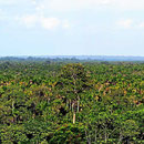Blick über den Guyabeno Nationalpark, Urwald bis zum Horizont.