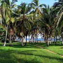 Unser Übernachtungsplatz im Natipnalpark Tayrona - unter Palmen.