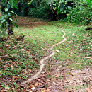 Straßen im Urwald.
