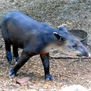 Der Tapir, sehr selten in freier Wildbahn zu sehen. Allerdings nicht im Education Center. Als ich vor dem Office sitze, "hoppelt" ein junger Tapi an mir vorbei.