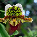 Orchideen im Orchideengarten.