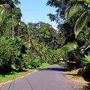 Es sind 8 km zwischen dem Strand von Punta Uva und Puerto Viejo. Die Pflanzenwelt entlang der Straße ist tropisch üppig.