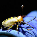 Mit unser großen Taschenlampe und meinem Blitz kann man die Käfer mit dem Makroobjektiv recht gut fotografieren.