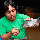 Bei einem Wettangeln gewinnt unser Guide Rom und fängt einen (kleinen) Piranha. Er kan sehr lang an Luft überleben und wenn man ihm ein Stück Blatt an den Mund hält, beginnt er sofort zu fressen.