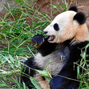 Die Pandas, der Star des Zoos San Diego.