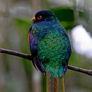 Und nochmal das Trogon-Männchen.
