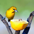 Unser "Vogelparadies".