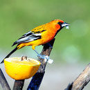 Unser "Vogelparadies".