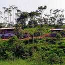 Eine Urwaldfarm. Wir verlassen Amazonien mit einem etwas wehem Herzen. Vielleicht werden wir in Peru nochmal in den Urwald fahren.