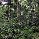 Spaziergang durch den Urwald von La Selva.