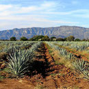 Agaven sind das "Herz" des Tequilias.