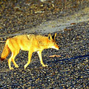 Um uns eine Gruppe von 6 Kojoten. Abends lauschen wir deren Gehäul, morgens sehen wir die Tiere um uns herum.