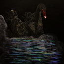 "black swan", 1,10 x 1,10m, Öl,Acryl & Leuchtpigmente auf Leinwand, 2024