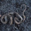 Brandopfer Ringelnatter.