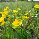 Sumpfdotterblume.
