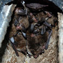 Ein überraschender Fund: Eine Gruppe der sehr seltenen Bechsteinfledermaus, ebenfalls in einem unserer Kästen.