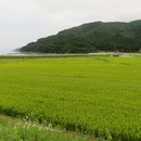 １７８８　吉浜の農地（堤防の海側は吉浜漁港）