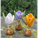 Krokusse