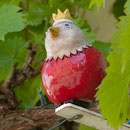 Zaunkönig