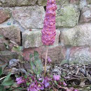 Blütenrispe rosa