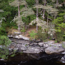 Forêt à Invermoriston