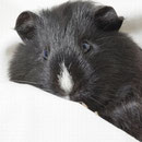 meerschweinchen-shooting;-)