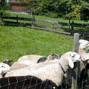 Nutzteirhaltung im Bauernhof Pechlerhof