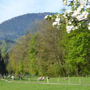 Pechlerhof am Auerbach, umgeben von Wiesen
