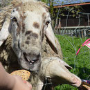 Bilder zu Bauernhoftiere