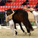 Pflicht S-Team